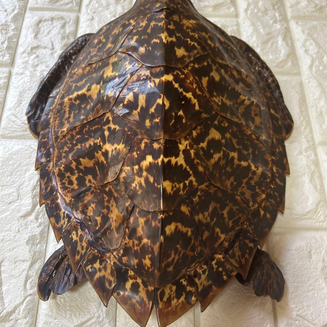 ウミガメ　タイマイの剥製　国際希少野生動植物登録票有り