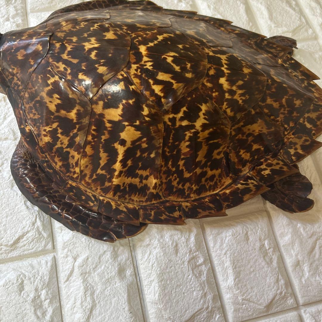 ウミガメ　タイマイの剥製　国際希少野生動植物登録票有り