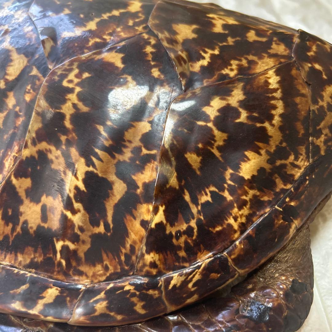 ウミガメ　タイマイの剥製　国際希少野生動植物登録票有り