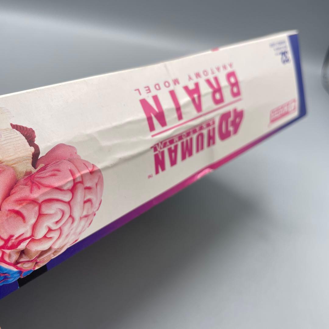 3点セット スカイネット 立体パズル 4D VISION 人体解剖