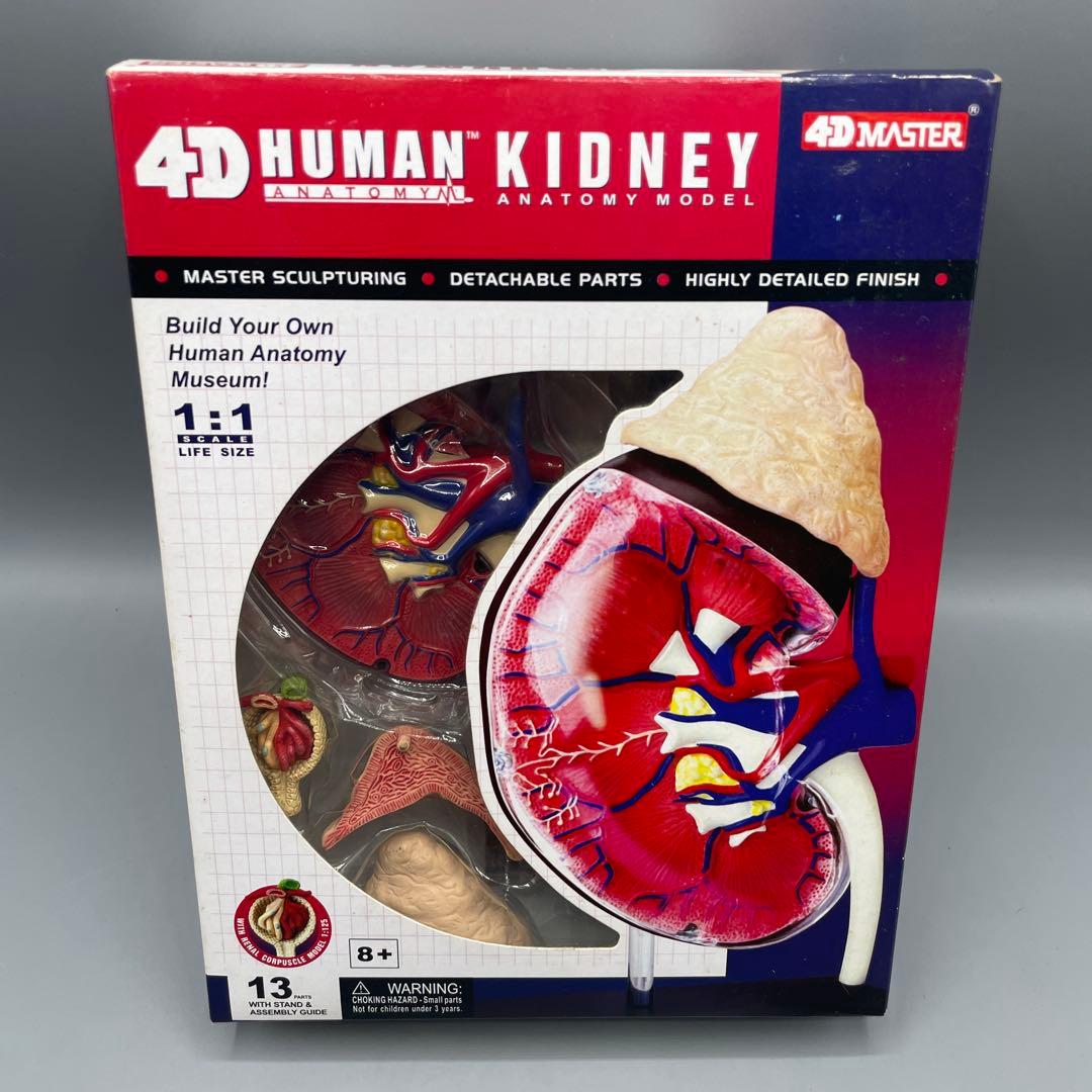 3点セット スカイネット 立体パズル 4D VISION 人体解剖