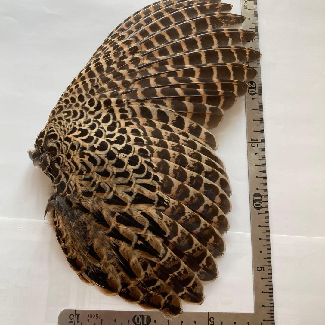 鳥の羽根　キジの翼と足