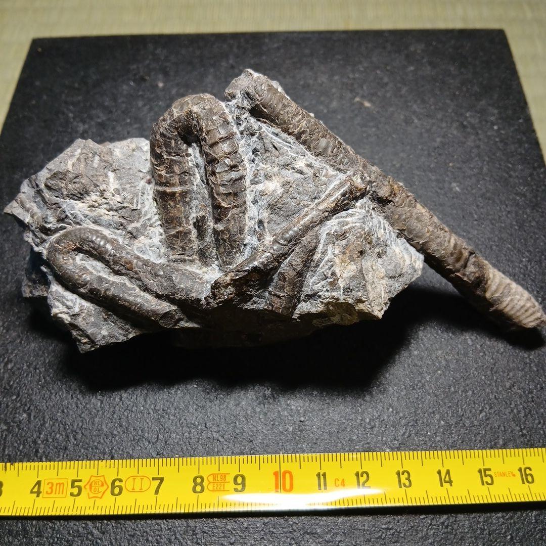 北海道産異常巻きアンモナイ群生化石