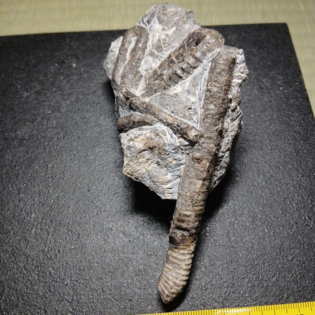 北海道産異常巻きアンモナイ群生化石