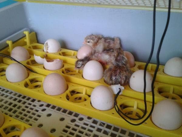 訳あり理由LEDライトが全箇所　転卵せず　ジャンク　接触不良だけ直せる方　半額