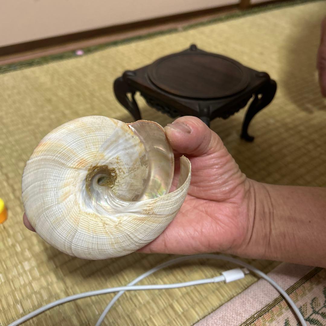 オキナエビス貝