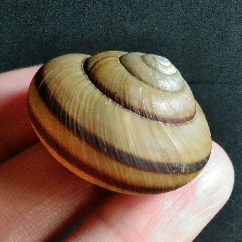 骨格　標本　カタツムリ　殻　美品　３５mm