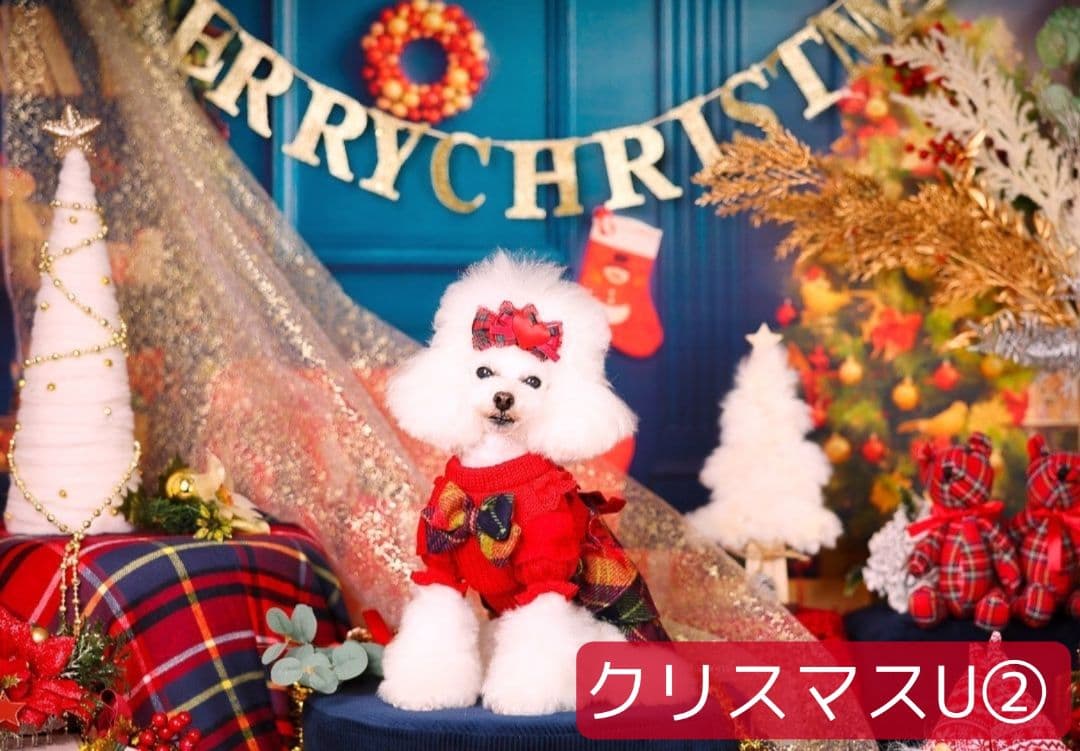 背景布ハロウィン　ペット撮影用フォトブース　業務用トリミングチョーカー販売中