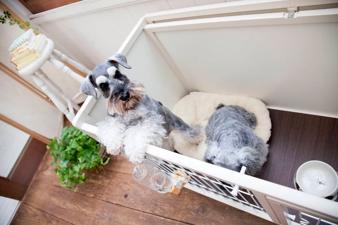 kiinus ペット ケージ ハウス AS120 オフホワイト