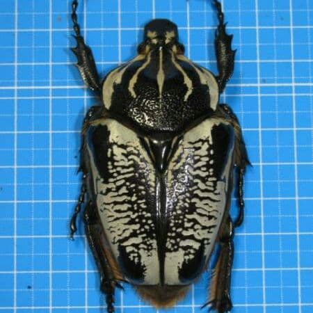 コンゴDR 赤道州 大型 ゴライアス　ウンダルス型 75mm