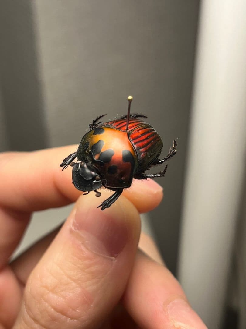 【極美真紅】アカツヤダイコクコガネ フンチュウ糞虫昆虫標本甲虫