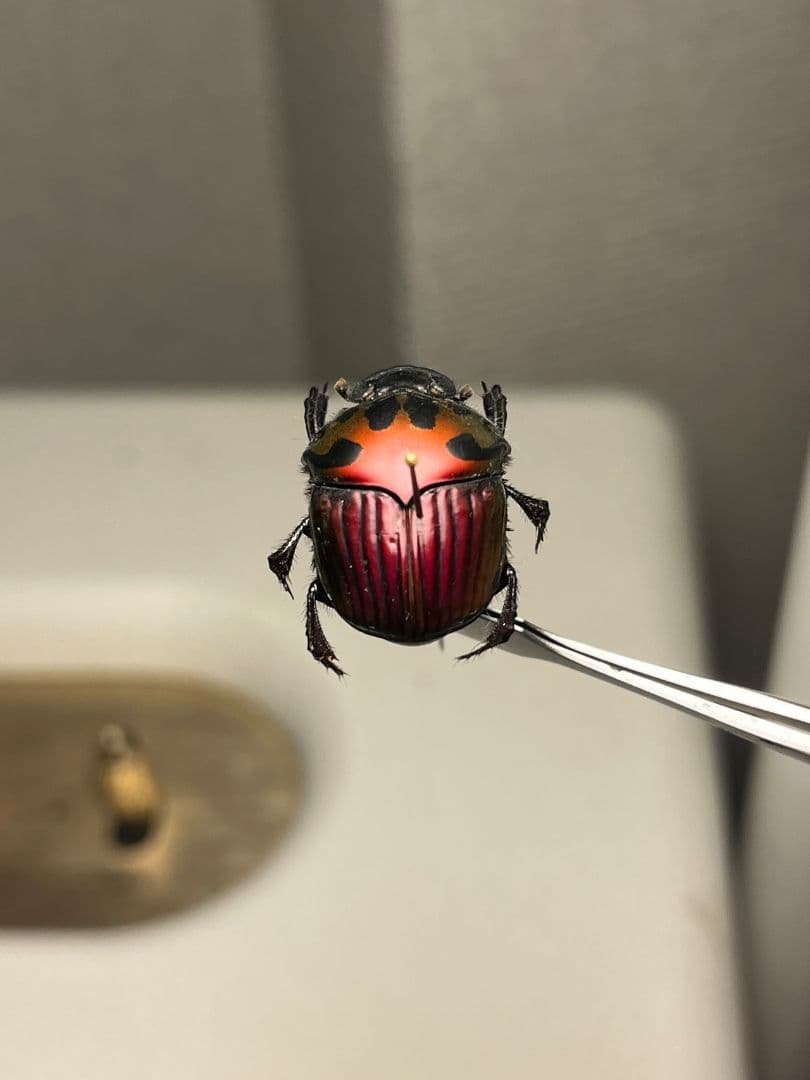 【極美真紅】アカツヤダイコクコガネ フンチュウ糞虫昆虫標本甲虫