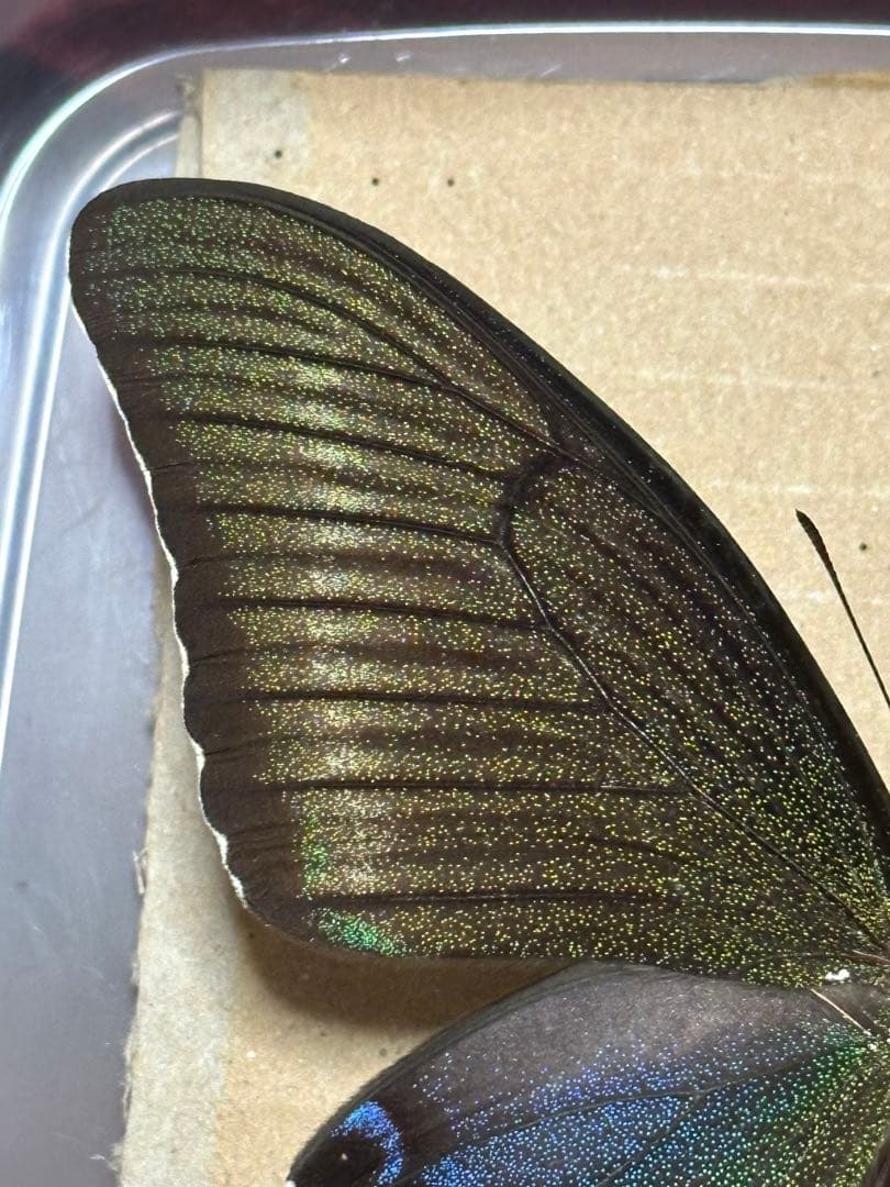 ミヤマカラスアゲハ　標本　飼育品