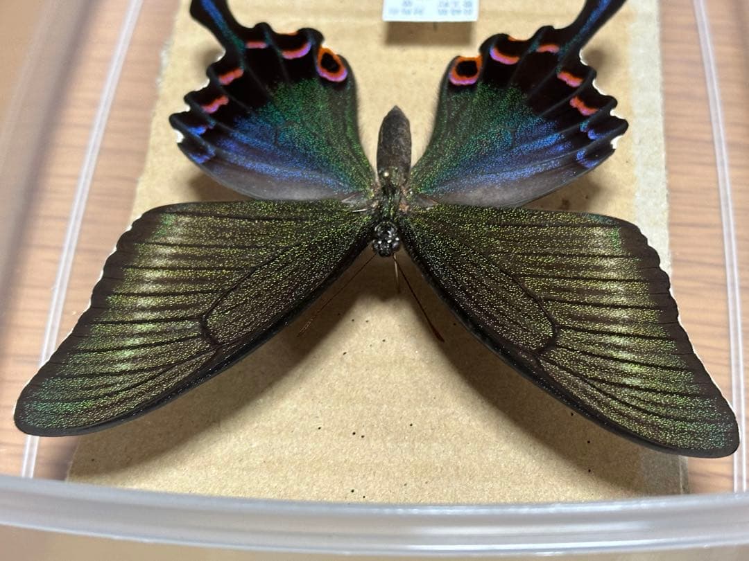 ミヤマカラスアゲハ　標本　飼育品