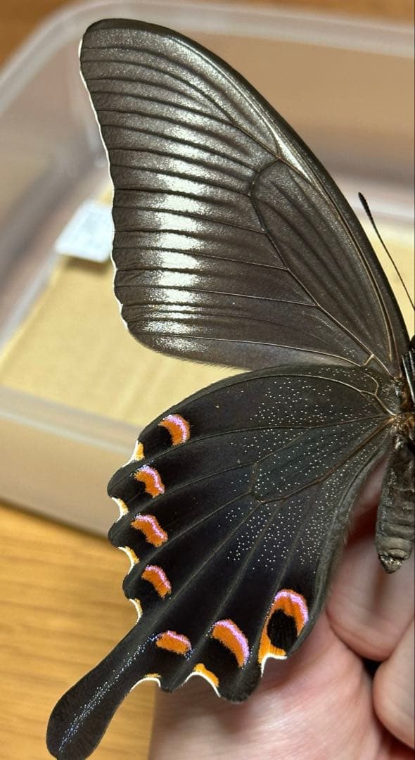 ミヤマカラスアゲハ　標本　飼育品