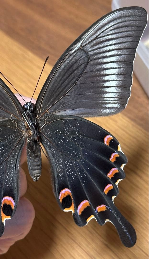 ミヤマカラスアゲハ　標本　飼育品