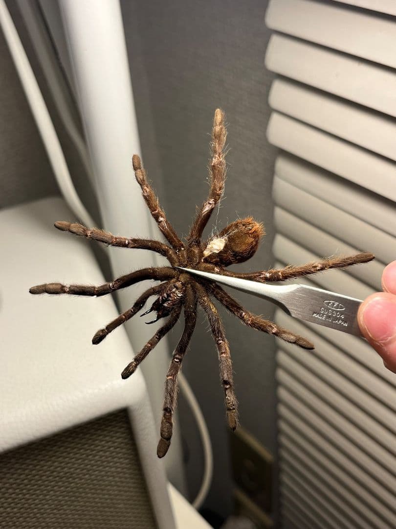 【標本】ジャワイエローニー アースタイガー タランチュラホーク ムカデ