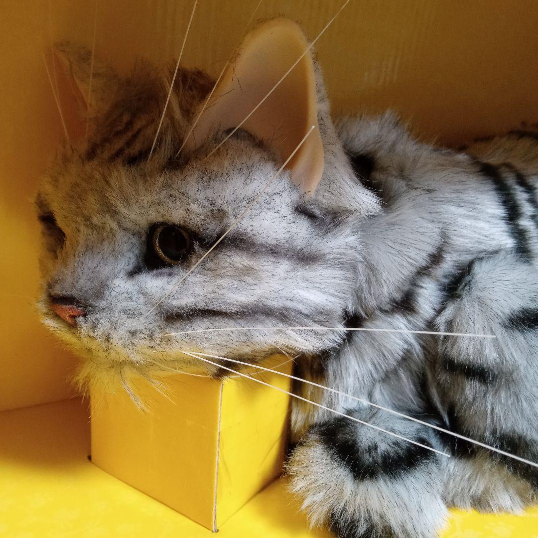 夢ねこ♡アメリカンショートヘア♡あなたのパートナー！　【新品未開封】