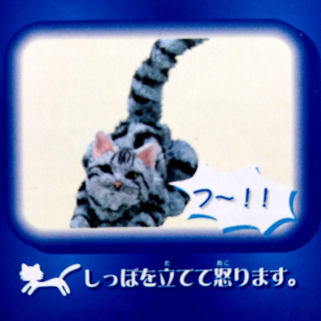 夢ねこ♡アメリカンショートヘア♡あなたのパートナー！　【新品未開封】