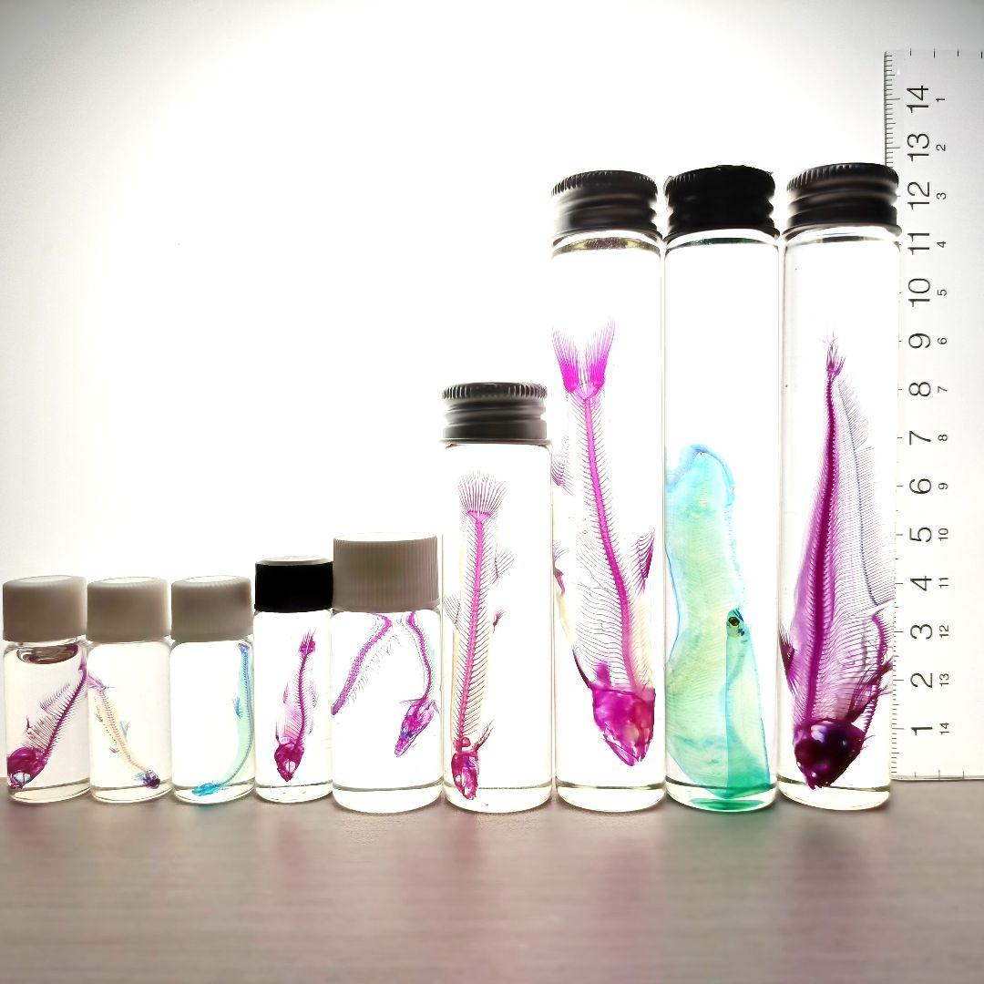 大特価☆美品【透明標本】魚類 9本セット