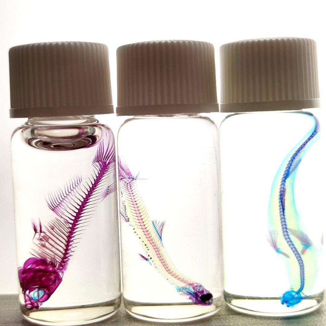 大特価☆美品【透明標本】魚類 9本セット