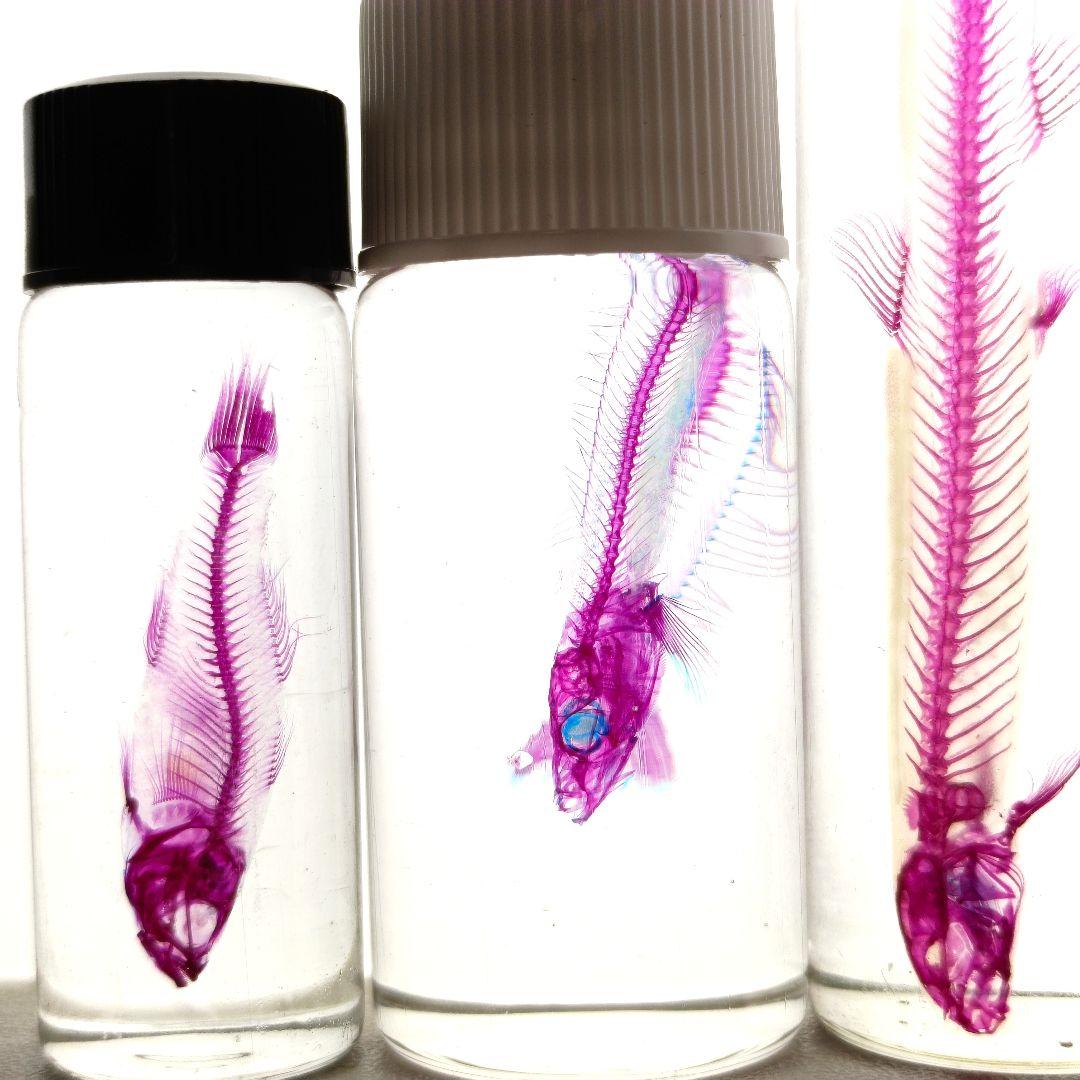 大特価☆美品【透明標本】魚類 9本セット