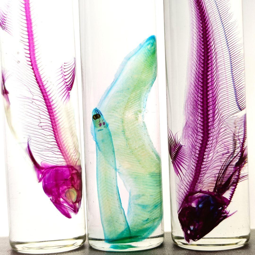 大特価☆美品【透明標本】魚類 9本セット