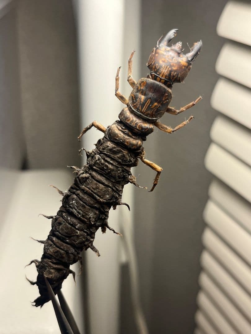 【模様綺麗】オオキバヘビトンボ ウスバカゲロウ蜻蛉トンボ　標本