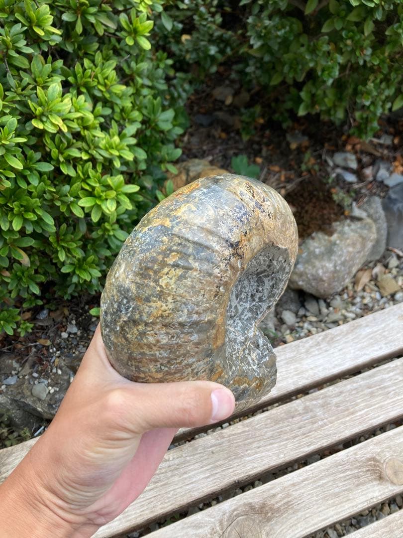 2kg まん丸なユーパキディスカスハラダイ　化石　アンモナイト　羽幌