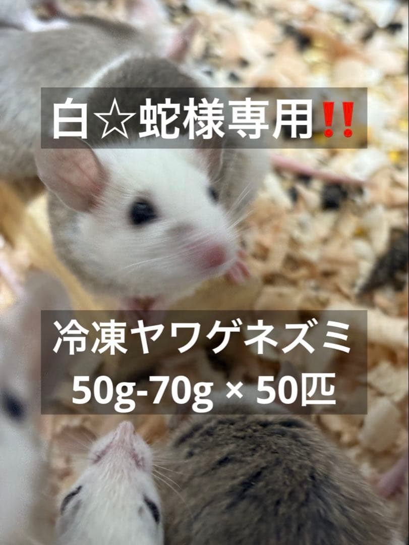 冷凍ヤワゲネズミ　50-70サイズ50匹