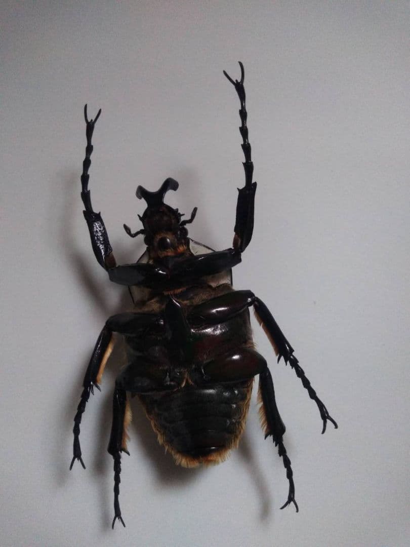 ゴライアスオオツノハナムグリ　昆虫標本