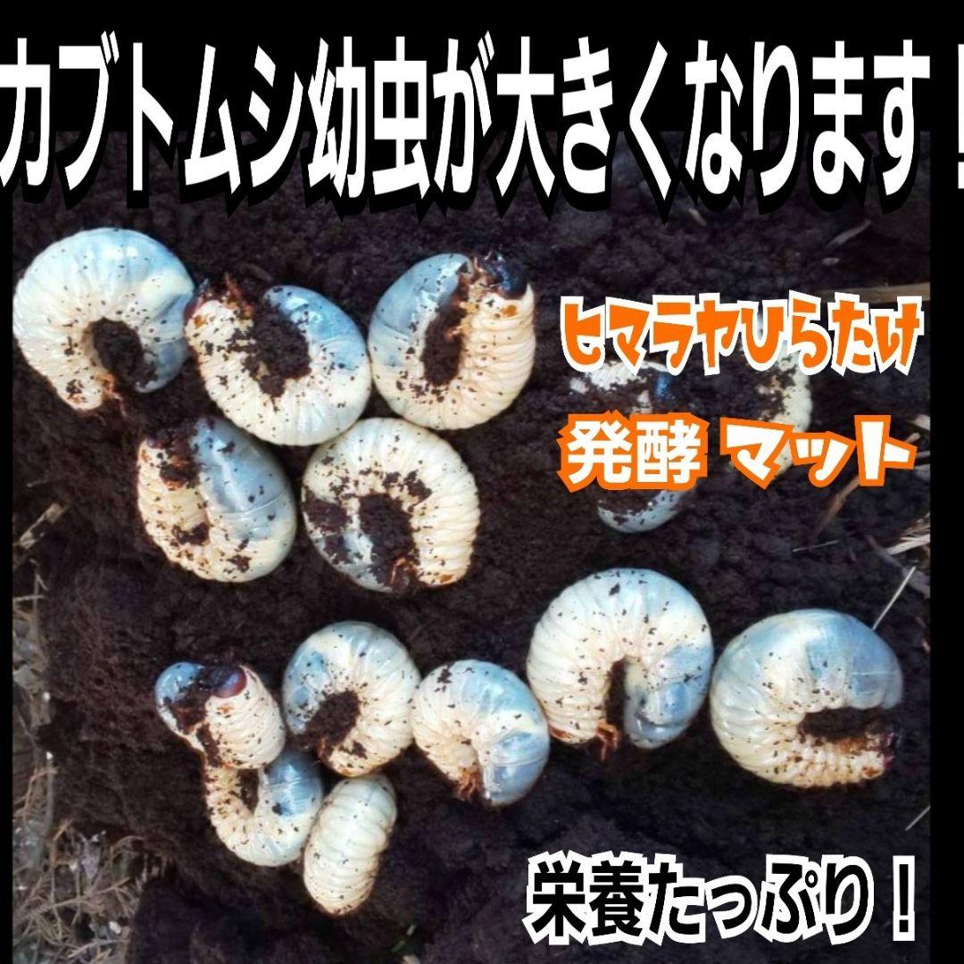 カブトムシ幼虫が大きくなる！栄養価抜群の発酵マット【60リットル】チャック付袋