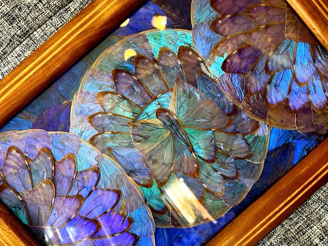 モルフォ蝶トレイ