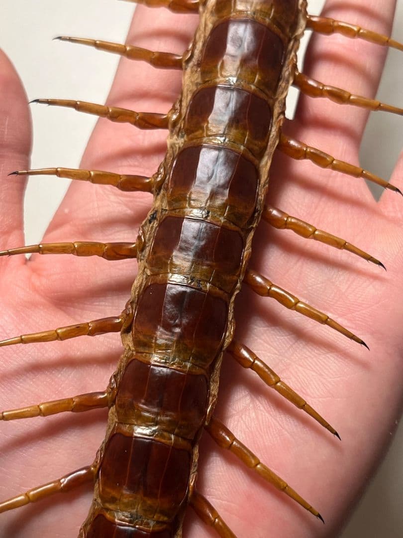 【超特大】ロブスターオオムカデセンチピード標本 全長35cm程　奇蟲