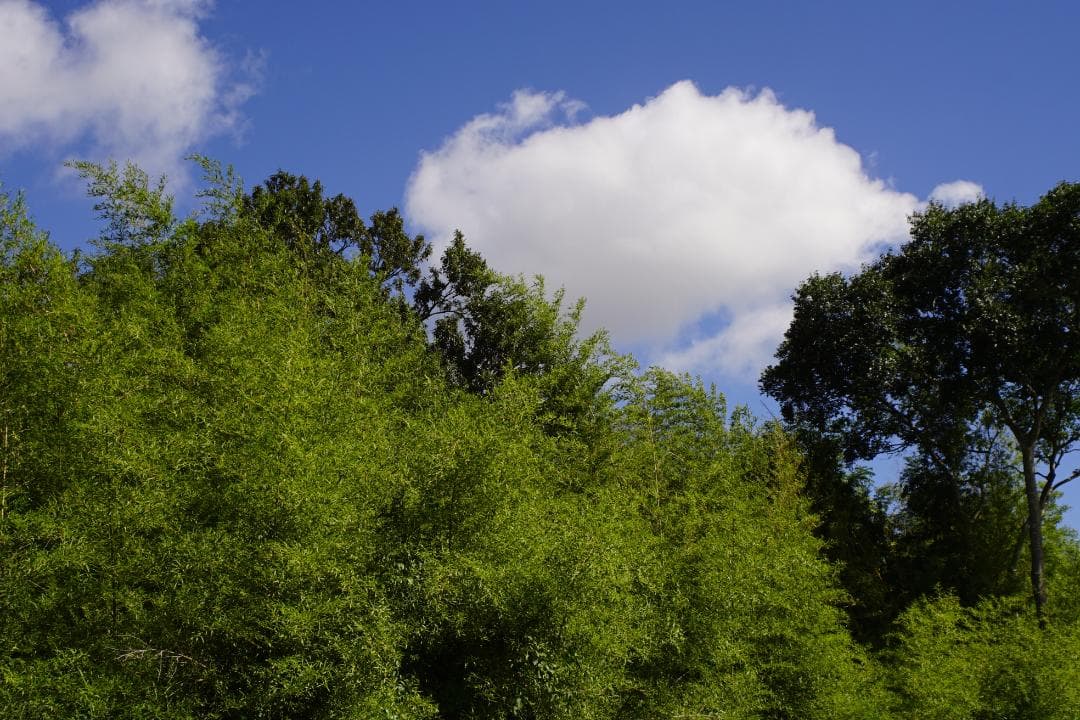 【レア】 Vivitar WIDE ANGLE 35mm F2.8