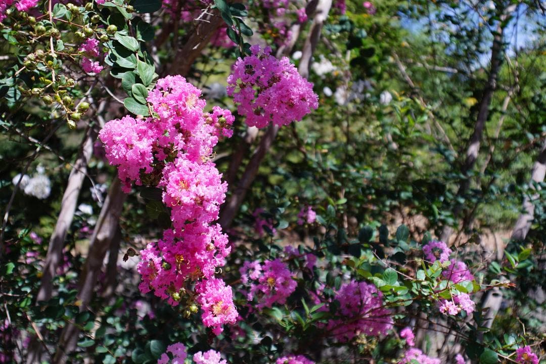 【レア】 Vivitar WIDE ANGLE 35mm F2.8