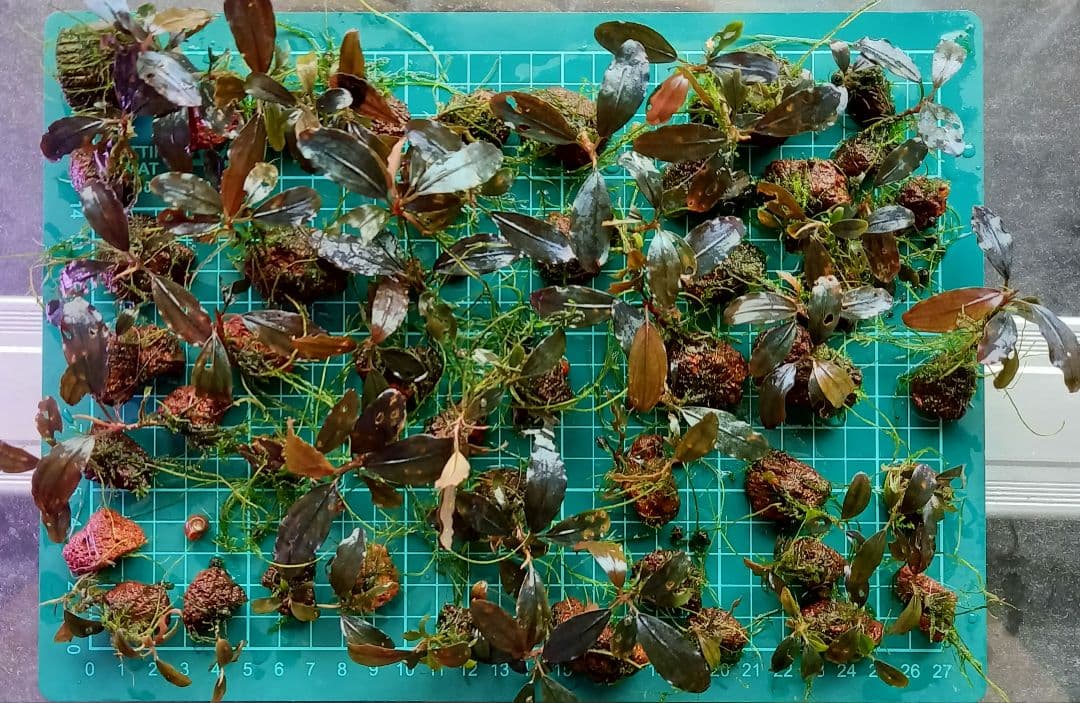 Bucephalandra sp.magician水槽内全て大小合わせて約50株
