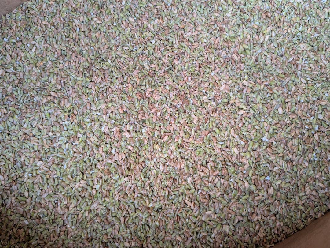 鳥のエサ　 非食用　30kg　くず米