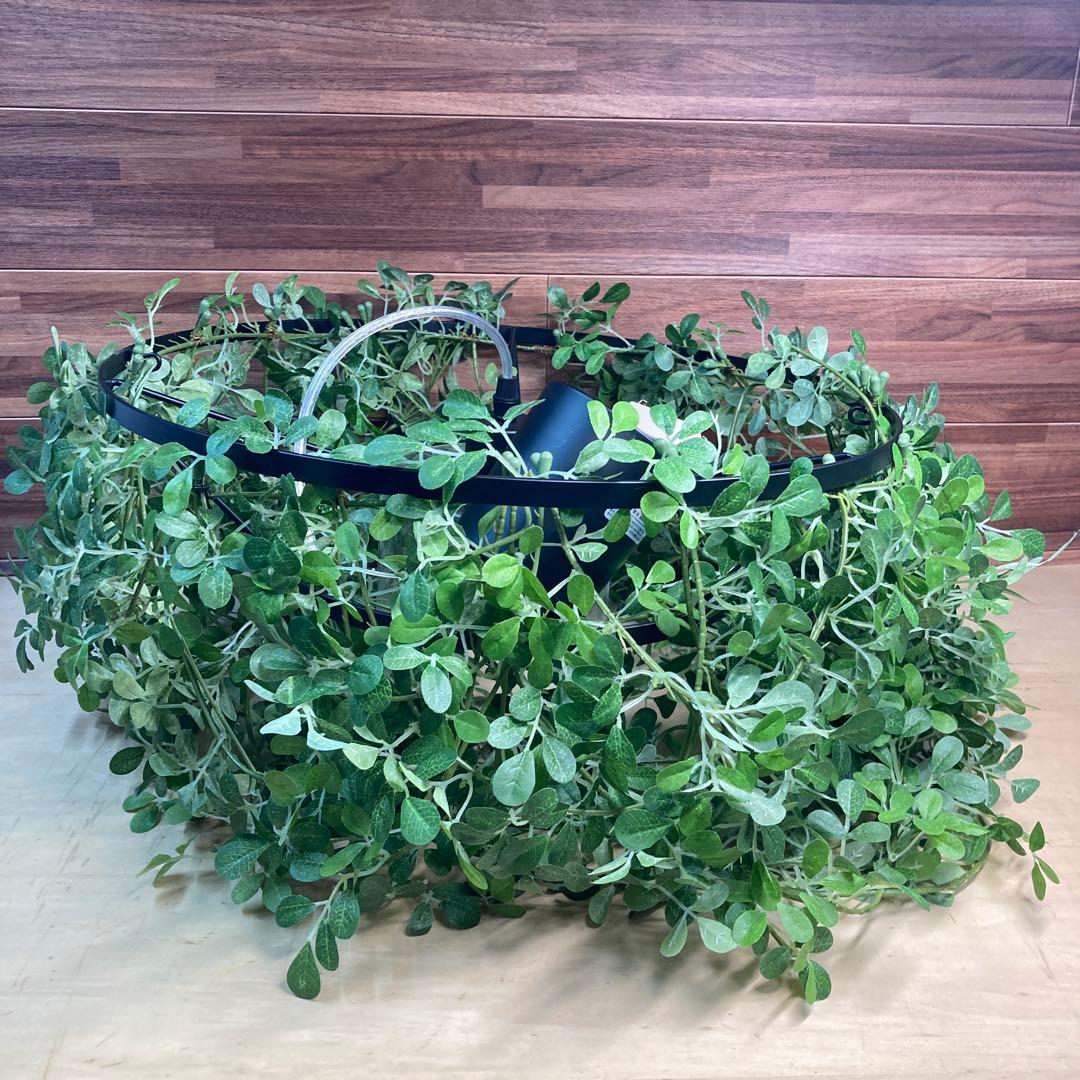 DI ClASSE ディクラッセ　植物　照明　LED mini foresti