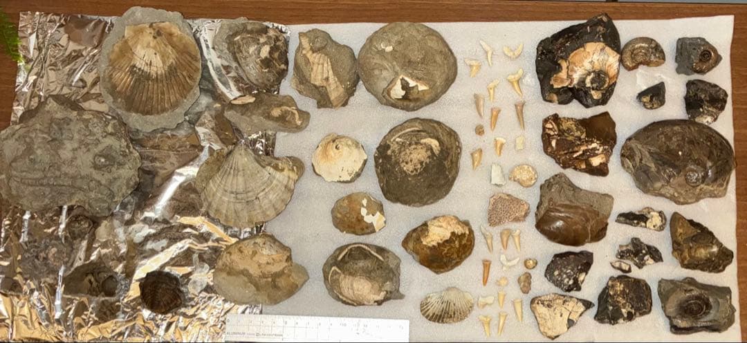 【規格外40cm】大型カラモプレウルス後半身 ＆ 厳選化石60点一括放出