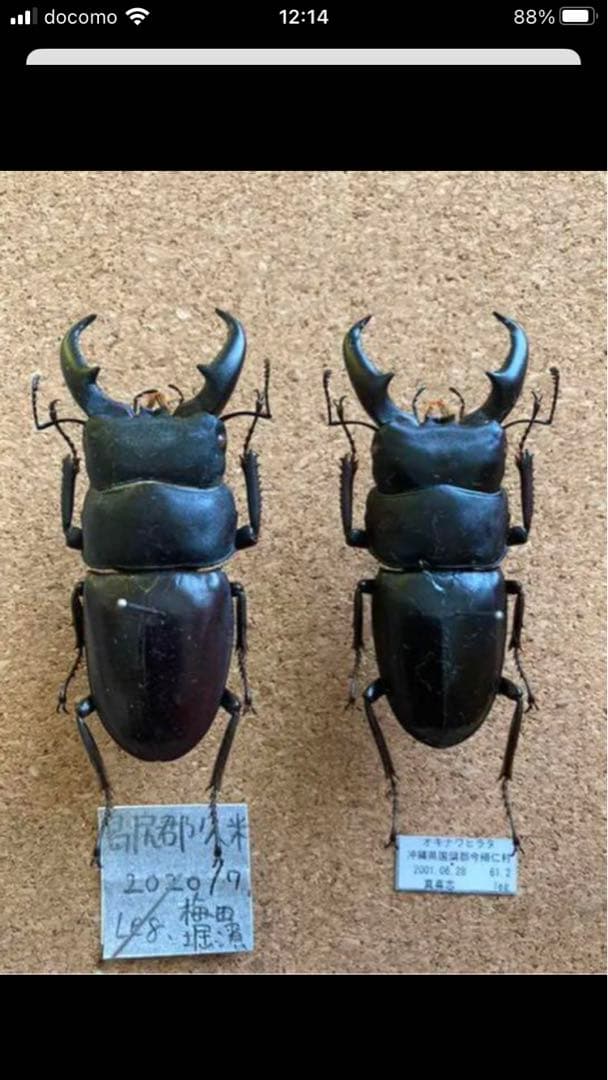 馬度産ヒラタ&オキナワヒラタ&ネブト