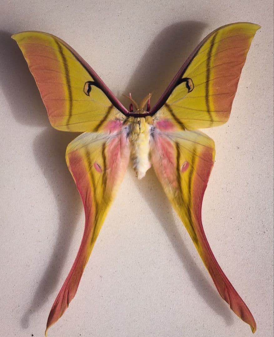 Actias rhodopneuma ♂♀ペア