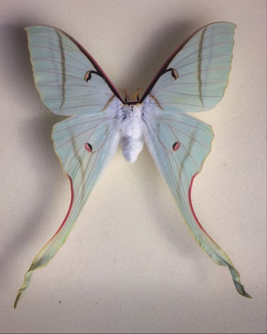 Actias rhodopneuma ♂♀ペア