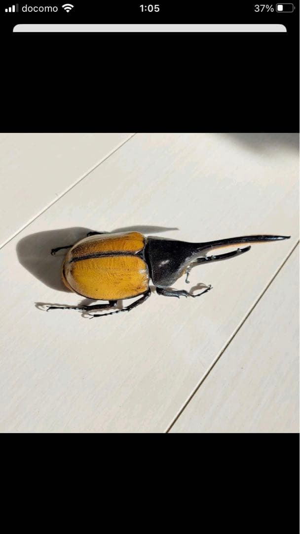 ヘラクレス・エクアトリアヌス♂標本