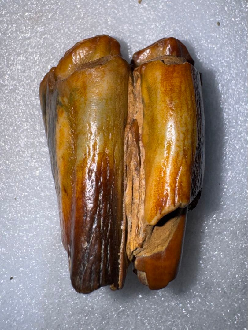 沖縄産、牛の歯化石