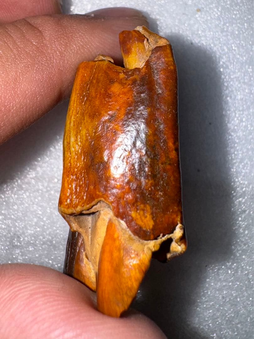 沖縄産、牛の歯化石