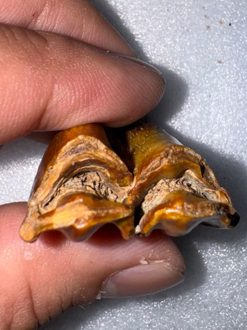 沖縄産、牛の歯化石