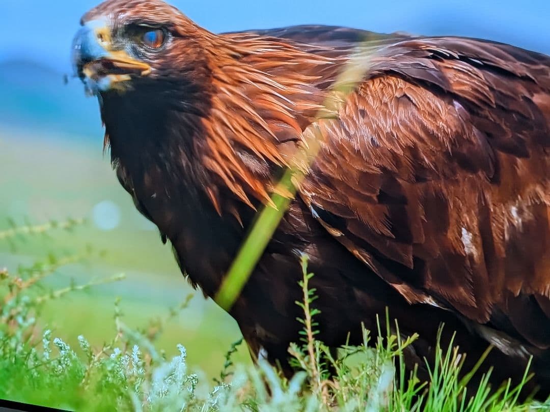 格安　LG有機ELテレビ　55インチ