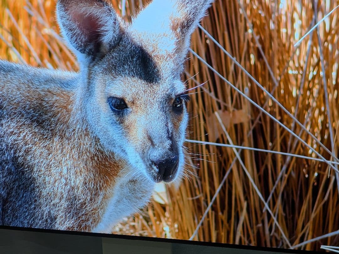 格安　LG有機ELテレビ　55インチ
