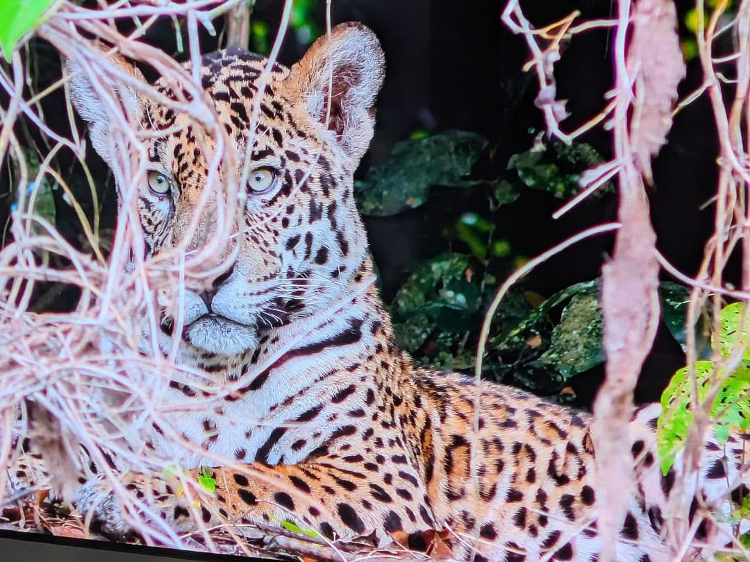 格安　LG有機ELテレビ　55インチ